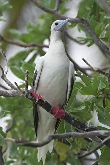 Boobie: Red-footed Booby