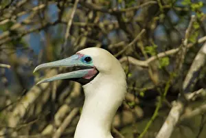 Genovesa: Red-footed booby