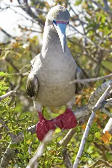 Genovesa: Red-footed booby