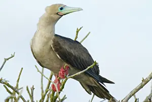 Genovesa: Red-footed booby