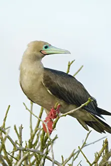 Genovesa: Red-footed booby