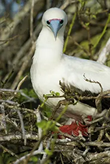Genovesa: Red-footed booby