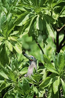 Polynesian: Red-Footed Booby