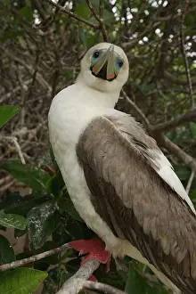 Boobies: Red-footed Booby