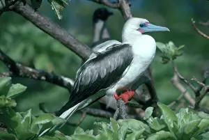 Boobies: Red-footed Booby