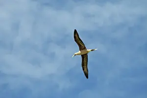 Booby: Red-Footed Booby