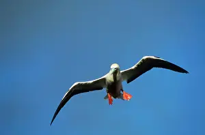 Kauai: Red-Footed BOOBY - in flight