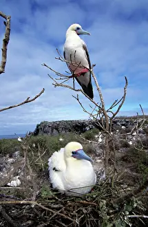 Boobie: Red-footed Booby - at nest