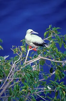 Antigua: Red-footed Booby - Perched on branch
