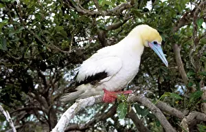 Boobie: Red Footed BOOBY - perched on branch