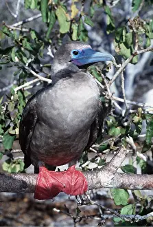 Webbed: RED-FOOTED BOOBY - perched on branch