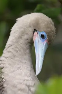 Boobies: Red-footed Booby preening