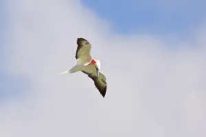Boobies: Red-footed Booby preening in flight