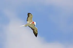 Boobies: Red-footed Booby preening in flight