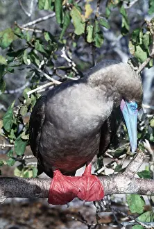 Contentment: RED-FOOTED BOOBY - sleeping on tree perch