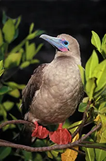 Boobies: Red-footed Booby (Sula sula)