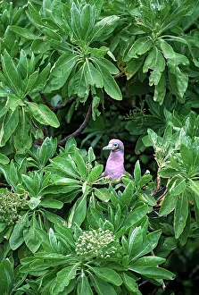 Polynesian: Red Footed Booby (Sula sula)