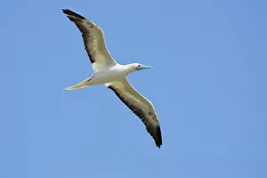 Boobies: Red-footed Booby (Sula sula) in flight