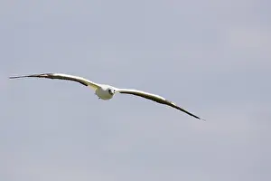 Boobies: Red-footed Booby (Sula sula) in flight