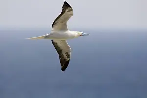 Boobies: Red-footed Booby (Sula sula) in flight