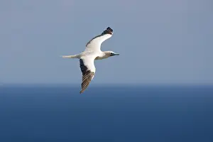 Boobies: Red-footed Booby (Sula sula) in flight