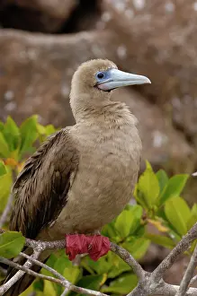 Pete: Red-footed booby (Sula sula websteri) sitting