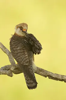 Vespertinus: Red-footed Falcon
