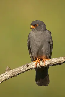 Hortobgy: Red-footed Falcon