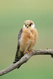 Nemzeti: Red-footed Falcon