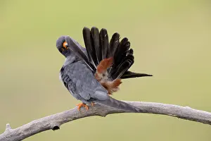 Nemzeti: Red-footed Falcon
