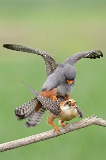 Nemzeti: Red-footed Falcon