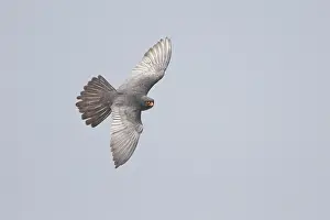 Vespertinus: Red-footed Falcon