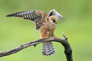 Hungary: Red-footed Falcon
