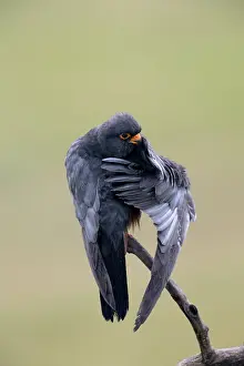 Hungary: Red-footed Falcon