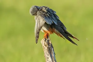 Galicia: Red-Footed Falcon - adult male preening on a branch