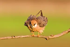 Decreasing: Red-footed Falcon (Falco vespertinus)