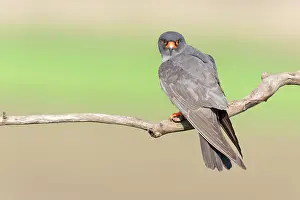 Decreasing: Red-footed Falcon (Falco vespertinus)