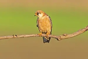 Decreasing: Red-footed Falcon (Falco vespertinus)