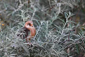 Hortobagy: Red-footed Falcon (Falco vespertinus ) female on