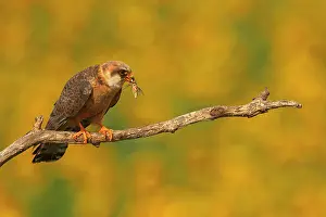 Hortobagy: Red-footed Falcon (Falco vespertinus ) female with