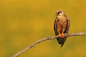 Hortobagy: Red-footed Falcon (Falco vespertinus ) female on