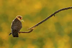 Hortobagy: Red-footed Falcon (Falco vespertinus ) female with