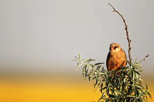 Hortobagy: Red-footed Falcon (Falco vespertinus ) female on