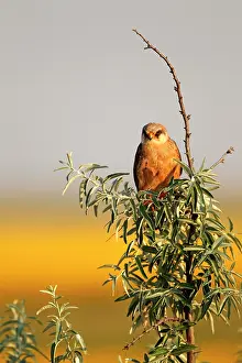 Hortobagy: Red-footed Falcon (Falco vespertinus ) female on