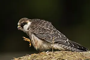 Vespertinus: Red-footed Falcon (Falco vespertinus). Juvenile