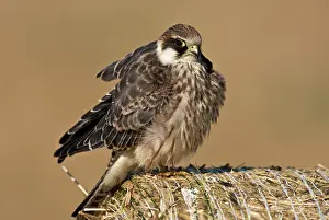 Vespertinus: Red-footed Falcon (Falco vespertinus). Juvenile