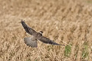 Vespertinus: Red-footed Falcon (Falco vespertinus). Juvenile