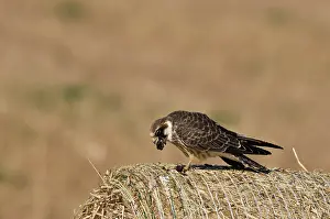 Vespertinus: Red-footed Falcon (Falco vespertinus). Juvenile
