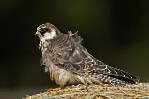Vespertinus: Red-footed Falcon (Falco vespertinus). Juvenile