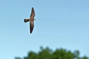 Vespertinus: Red-footed Falcon (Falco vespertinus). Juvenile